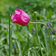 Pink Tulip Art Print