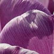 Pink Tulip Calyx 6 Art Print