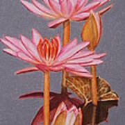 Pink Water Lilies Art Print