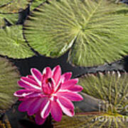 Pink Water Lily Ii Art Print
