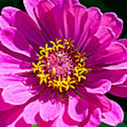 Pink Zinnia Art Print