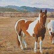 Pinto Horses On The Front Range Art Print