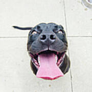 Pit Bull Puppy Smiles Big Art Print