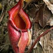 Pitcher Plant Growing In Kinabalu Np Art Print