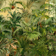 Plants 19th Century Kentia Baueri Chrysalidocarpus Art Print