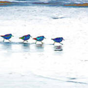 Plovers In A Row Art Print