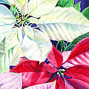 Poinsettia Christmas Collection Art Print