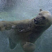Polar Bear Swimming Underwater Art Print