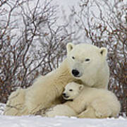 Polar Bear With Cub Churchill Canada Art Print