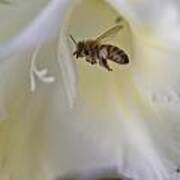 Pollen Carrier Bee Art Print