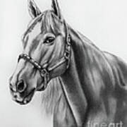 Portrait Of A Horse Art Print