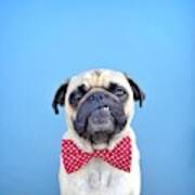 Portrait Of A Pug Dog Wearing Bow Tie Art Print