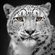 Portrait Of A Snow Leopard Art Print