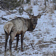 Elk Bull In Wind Cave National Park Art Print