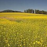 Potlatch Canola Art Print