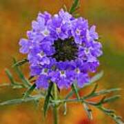 Prairie Verbena In A Firewheel Colony Art Print