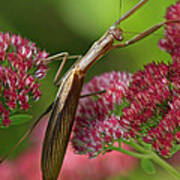 Praying Mantis Climbing Up Sedium Flower Art Print