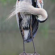 Preening Heron Art Print