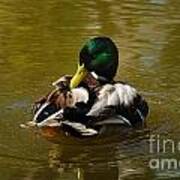 Preening Mallard Art Print