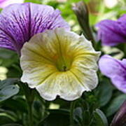 Pretty Yellow And Purple Petunias Art Print