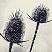 Prickly Art Print