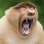 Proboscis Monkey Dominant Male Yawning Art Print