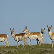 Pronghorn Antelope Herd Wyoming Art Print