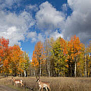 Pronghorn In Autumn Art Print