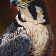 Proud - Peregrine Falcon Art Print