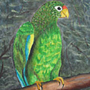 Puerto Rican Parrot Art Print
