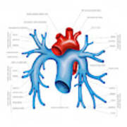 Pulmonary Arteries Art Print