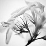 Purity In Black And White Art Print