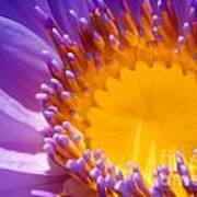 Purple And Yellow Water Lily Close Up Art Print