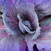 Purple Cabbage - Vegetable - Garden Art Print