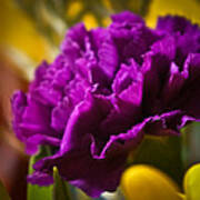 Purple Carnation Art Print