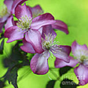 Purple Clematis Art Print