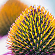 Purple Coneflower Visions Art Print