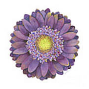 Purple Gerbera Daisy Art Print