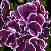 Purple Gernaium Art Print