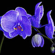 Purple Haze - Orchid Art Print