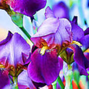 Purple Iris Garden Art Print
