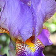 Purple Iris Macro Art Print