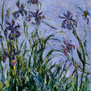 Purple Irises Art Print