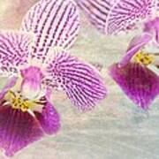 Purple Orchid 2 Art Print