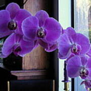 Purple Orchid Art Print