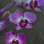 Purple Orchid Flower Art Print