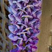 Purple Orchid Like Flower Art Print