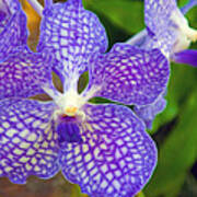 Purple Orchid Art Print