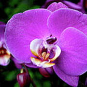 Purple Orchid Art Print