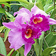 Purple Cattleya Orchids Art Print
